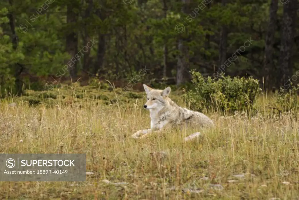 Coyote (Canis Latrans), Jasper National Park, Alberta, Canada