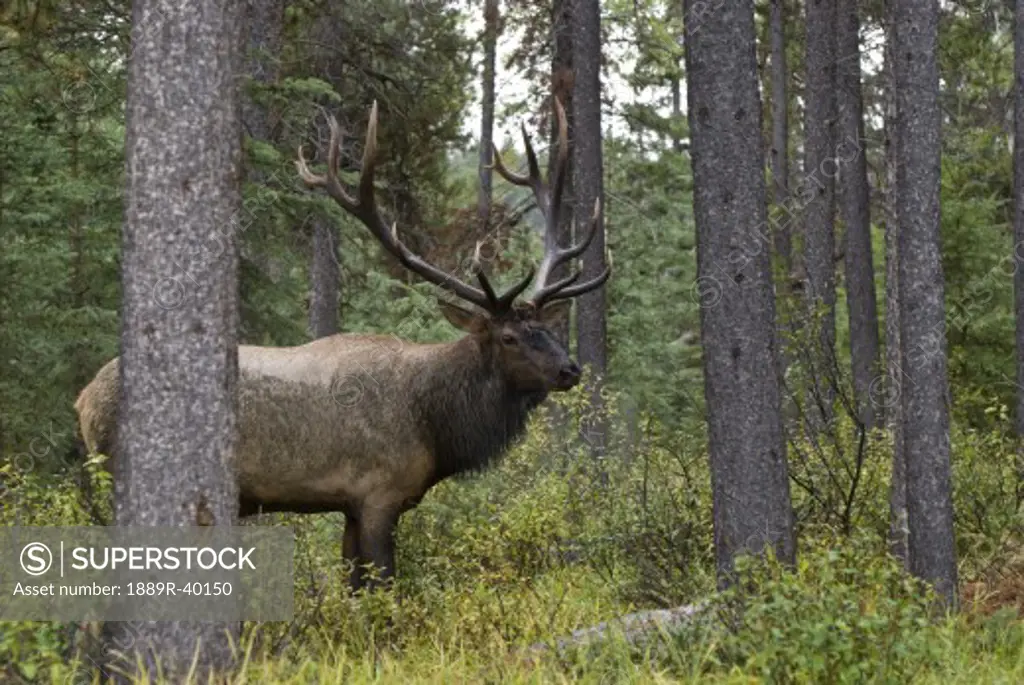 Jasper National Park, Jasper, Alberta, Canada; Bull Elk (Cervus Canadensis)during rut season  