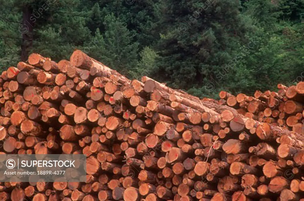 Pile of logs