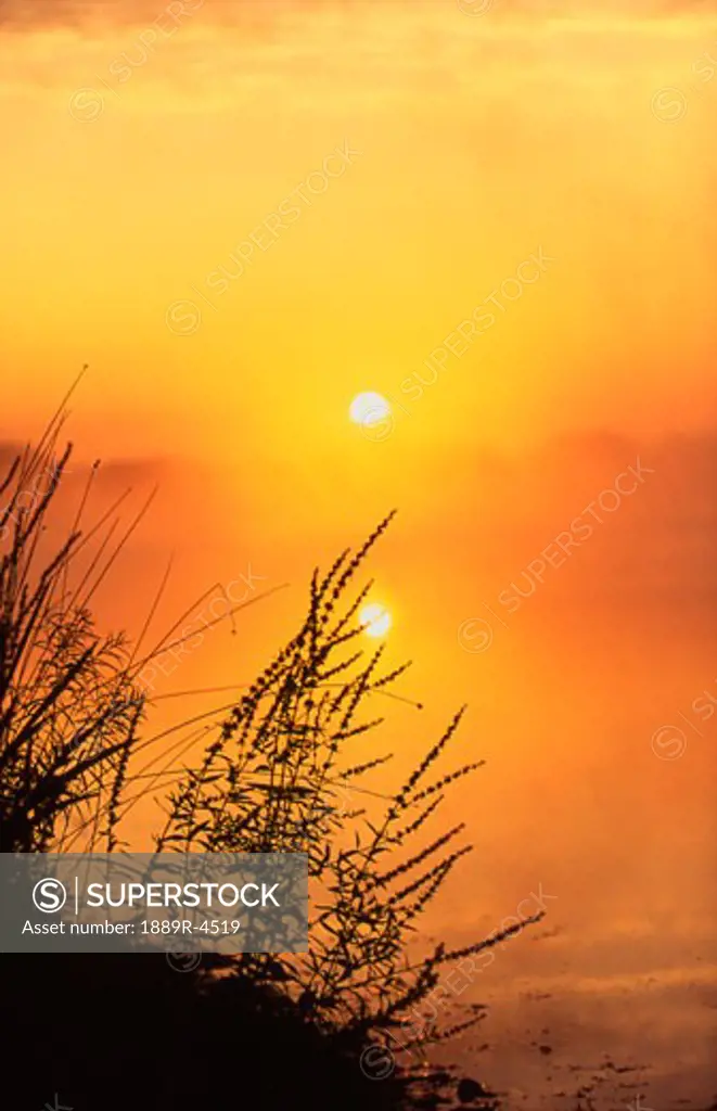 Silhouette of grasses against an amber sky