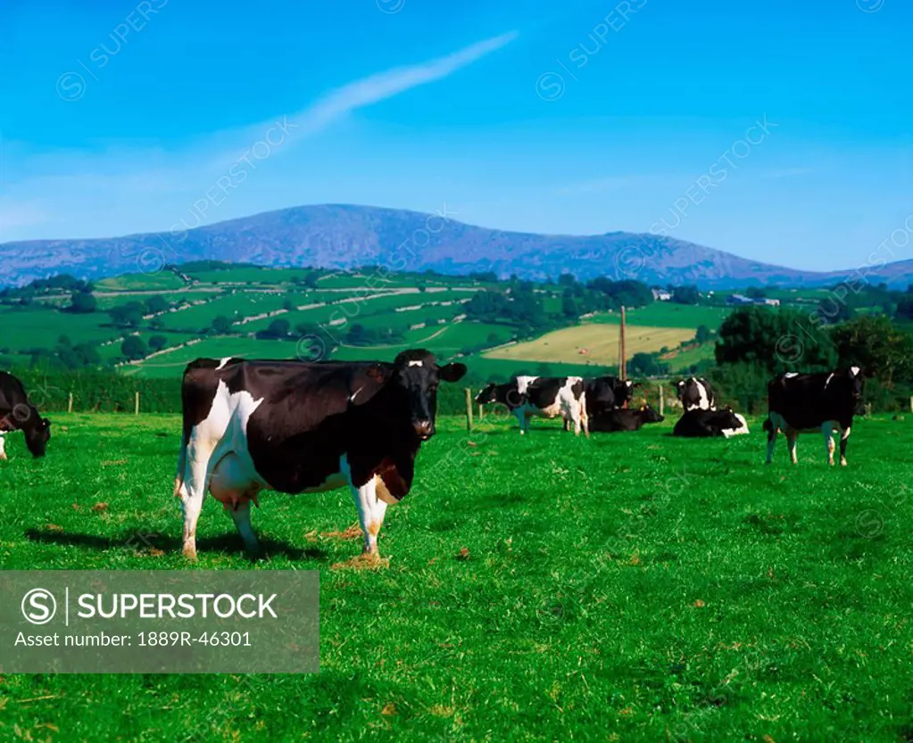 Co Carlow, Ireland, Friesian Cattle near Borris