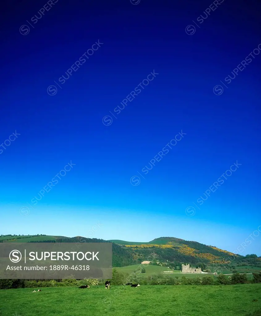 Holstein_Friesian cattle, Fore Abbey, Co Westmeath, Ireland
