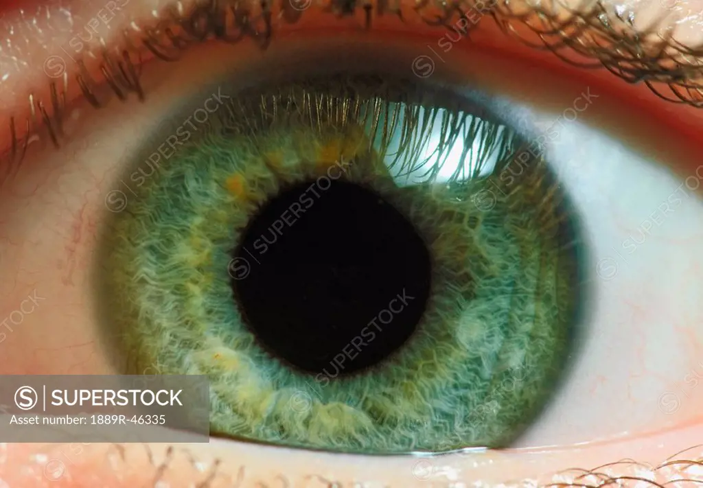 Close_up of green iris in human eye