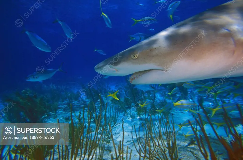 Lemon Shark  Negaprion brevirostris 