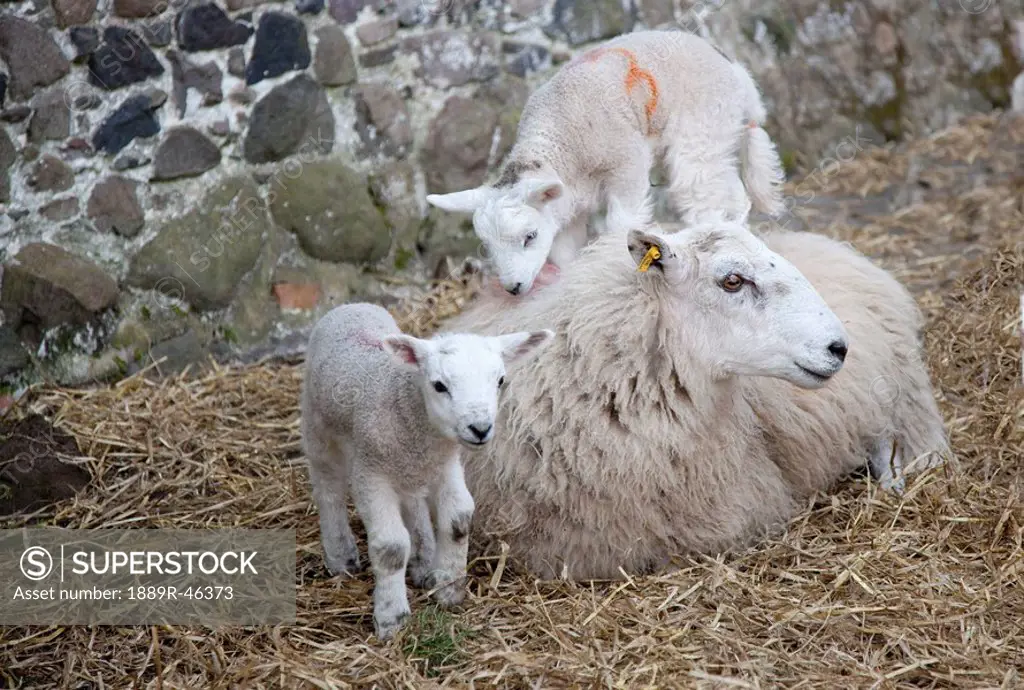 Sheep and her lambs