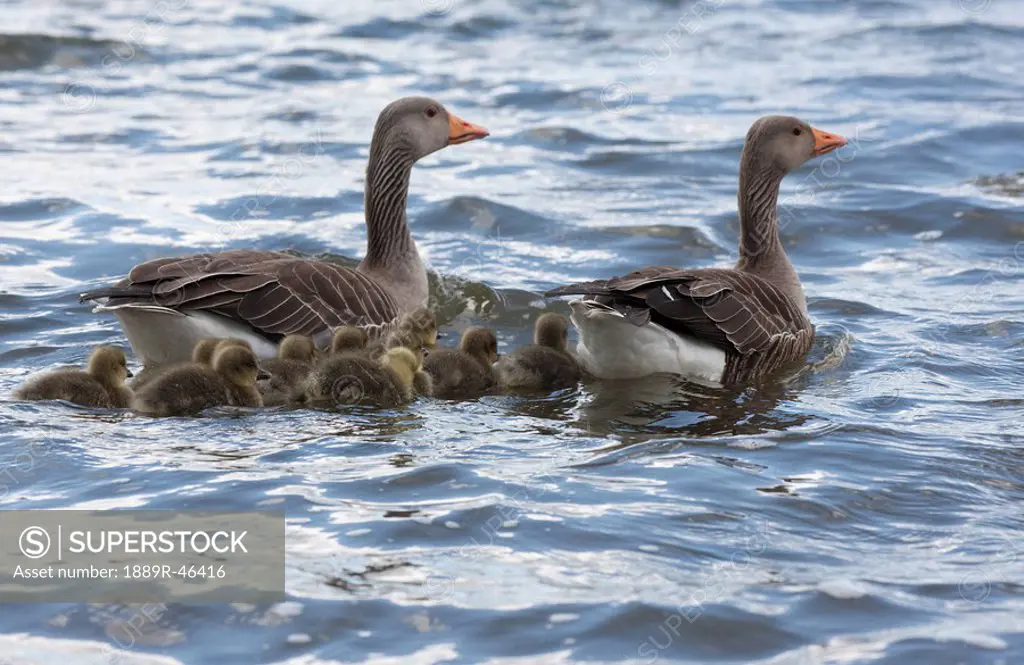 Family of geese on water