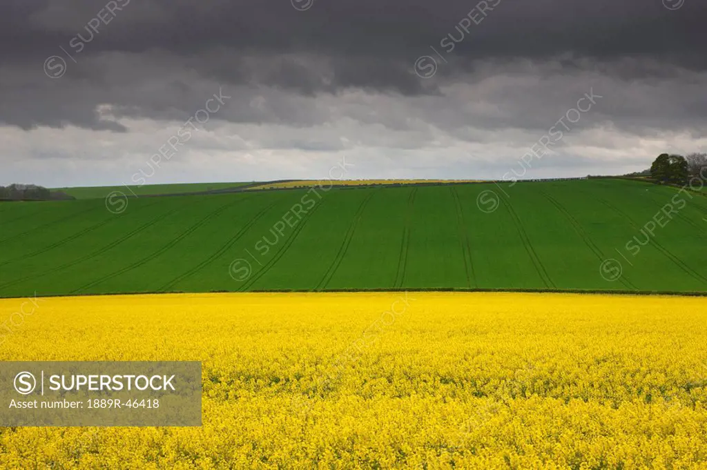 Fields, North Yorkshire, England