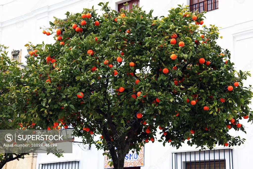 Orange tree, Arcos de la Frontera, Cadiz, Spain