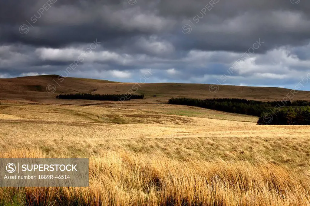 Field of wheat with dark clouds overhead, Northumberland, England