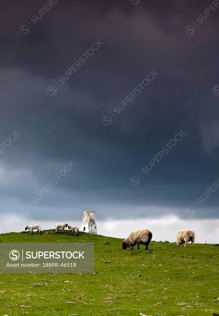 Sheep grazing under dark skies, Northumberland, England