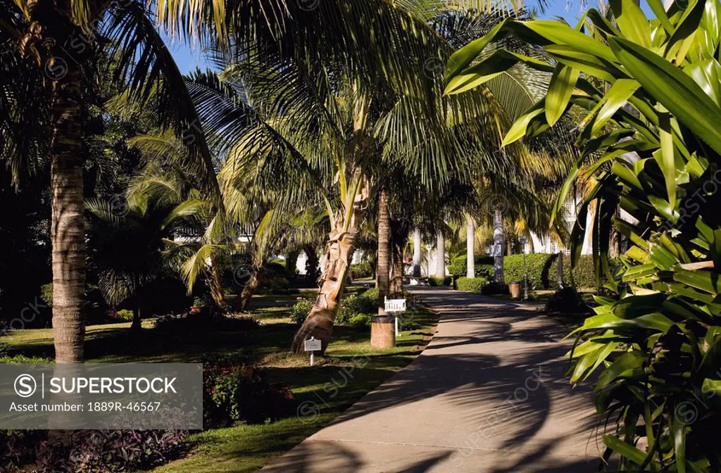 Pathway lined with palm trees, Varadero, Cuba