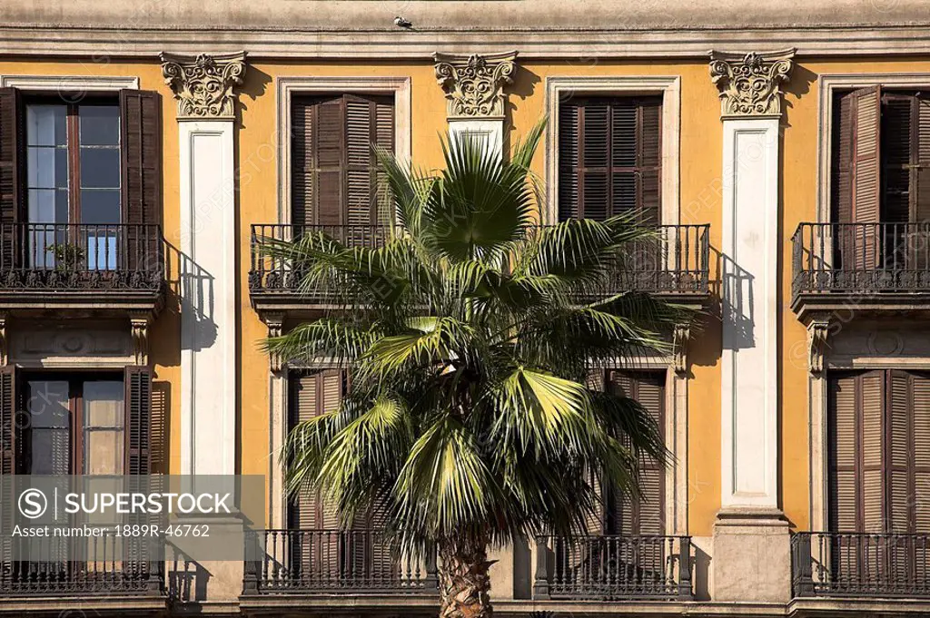 Palm tree, Placa Reial, Barcelona, Spain