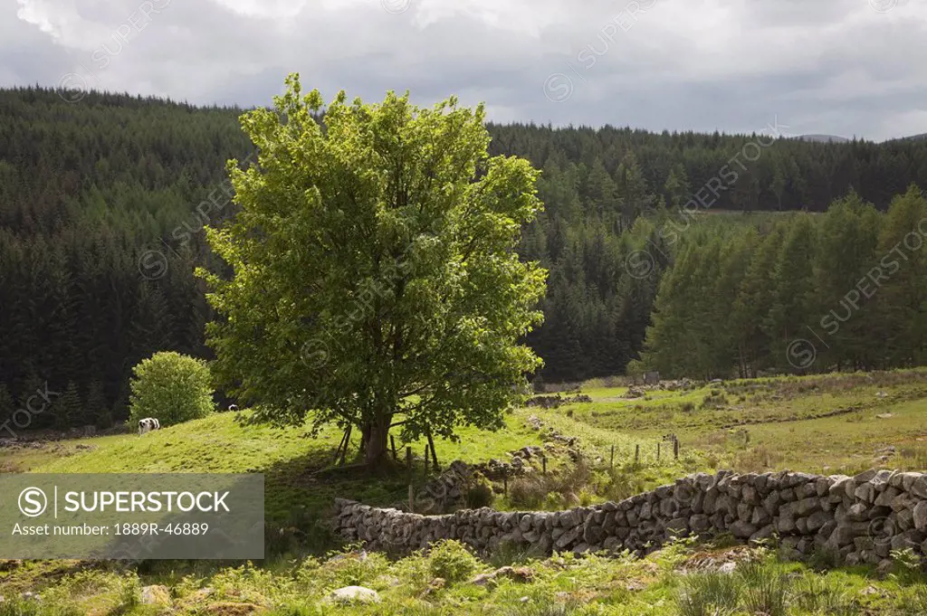 Tree, Dumfries and Galloway, Scotland