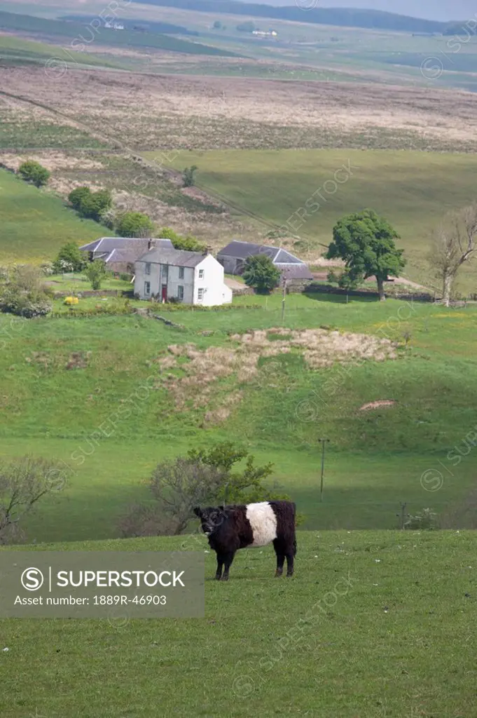 Cow in the field with farmhouse in the background, Dumfries and Galloway, Scotland