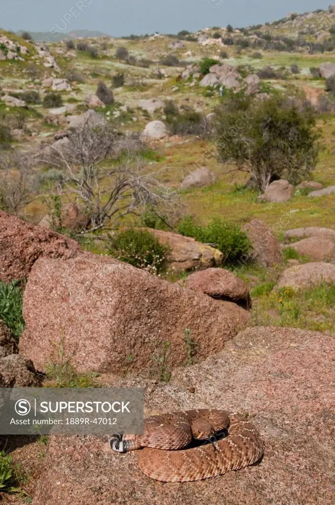 A red_diamond rattlesnake found basking on a boulder in Riverside County, California, USA