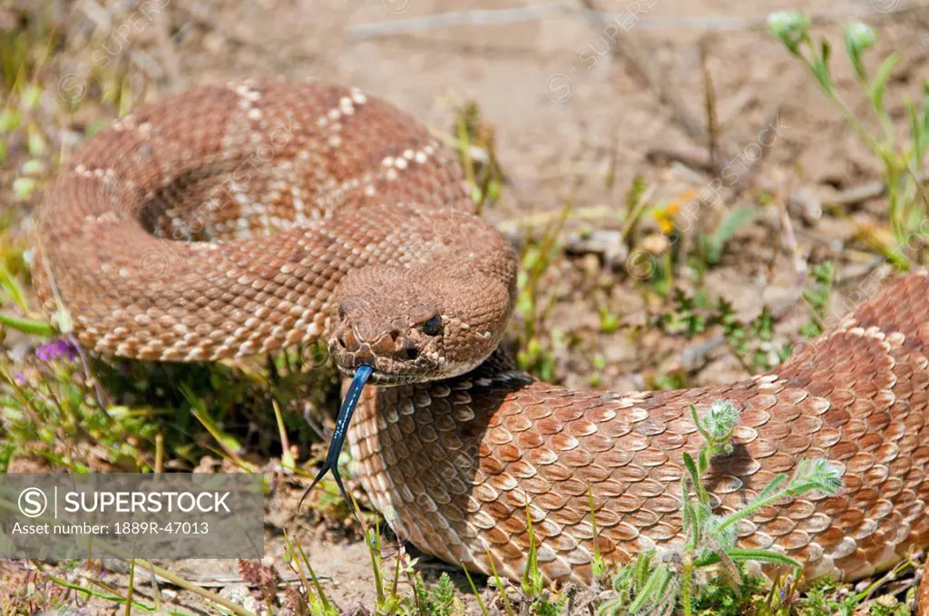 A red_diamond rattlesnake Crotalus ruber, Riverside County, California, USA