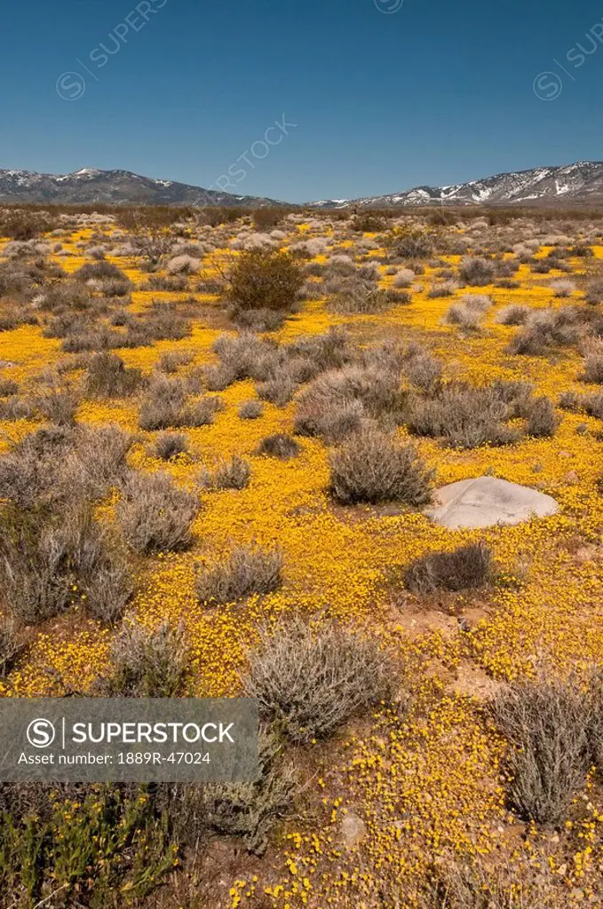 Looking towards the Tehachapi Mountains, Mojave desert, California, USA