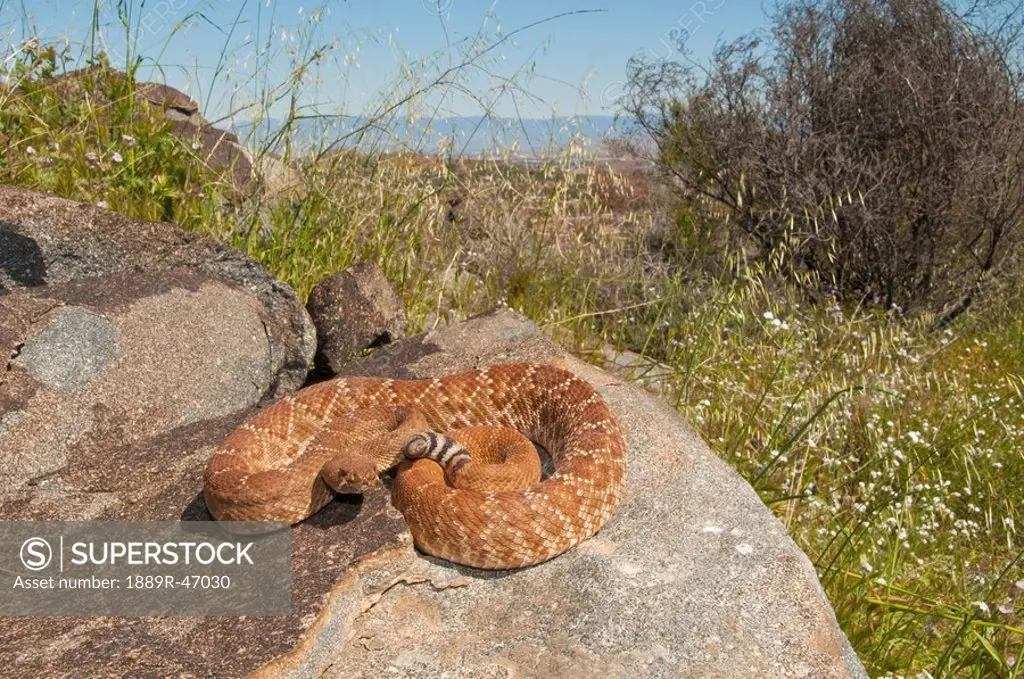 A red_diamond rattlesnake Crotalus ruber, Riverside County, California, USA