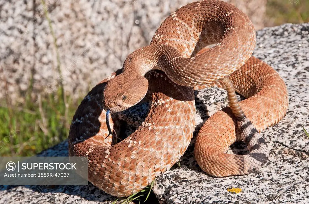 A red_diamond rattlesnake Crotalus ruber found basking on a boulder in Riverside County, California, USA