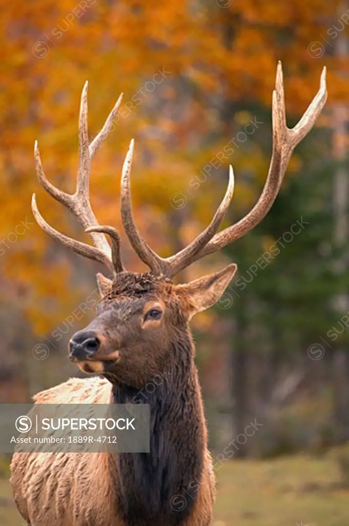 Large elk in Jasper National Park Alberta Canada