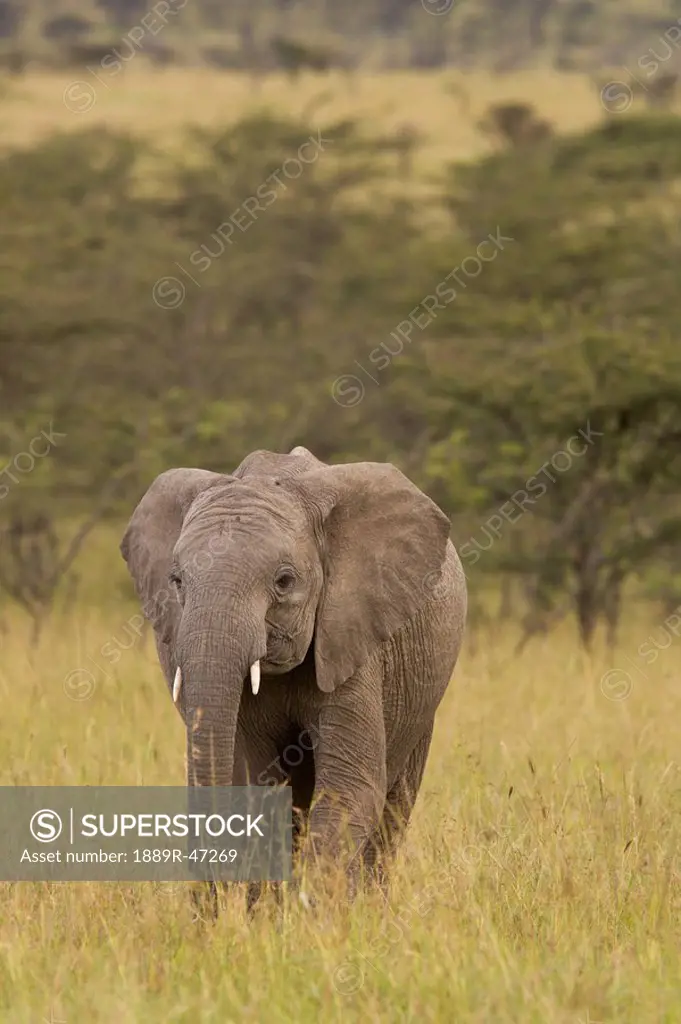 Elephant Loxodonta africana wandering through the tall grasses of the Masai Mara, Kenya