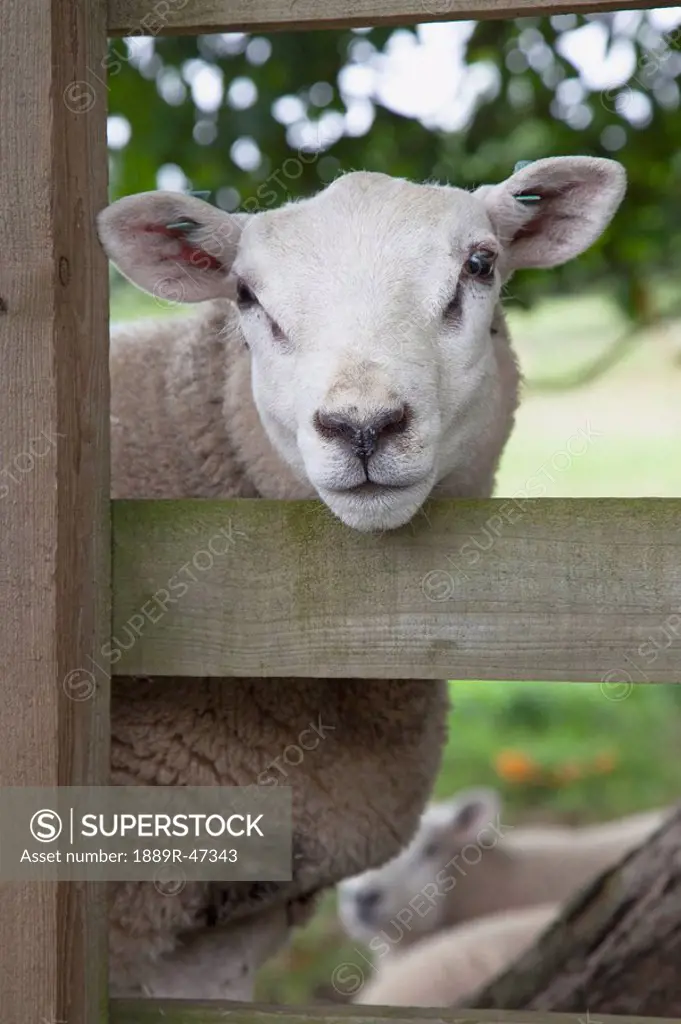Sheep looking through fence, Northumberland, England