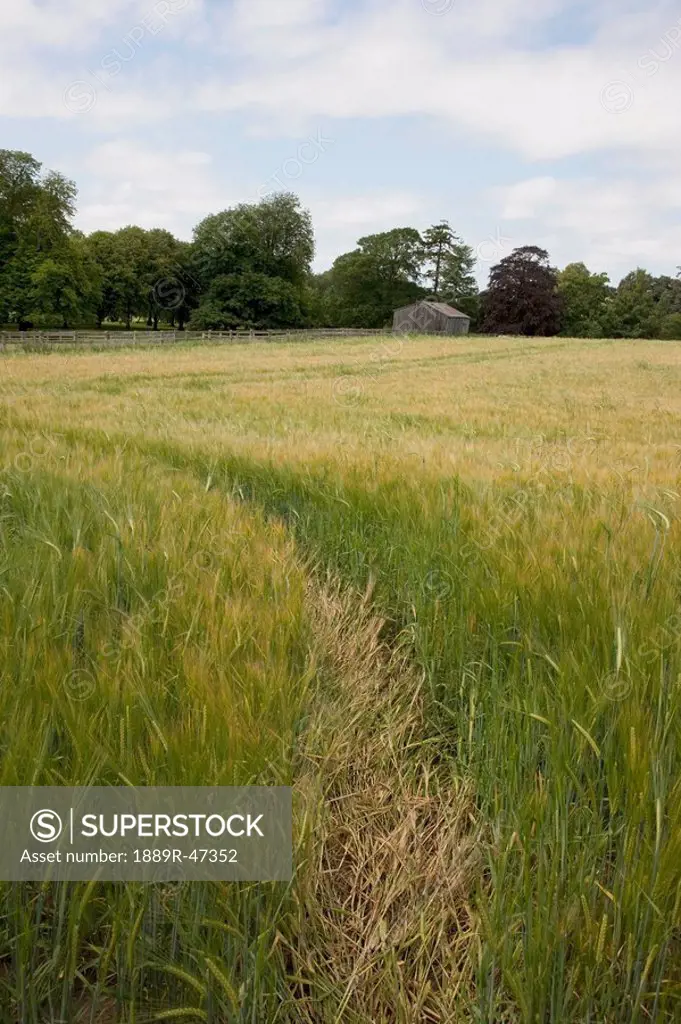 Track through field, Northumberland, England