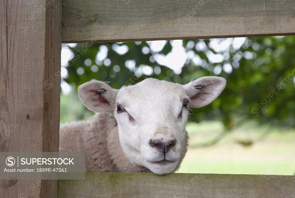 Sheep looking through fence, Northumberland, England