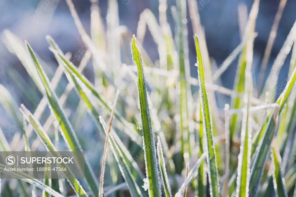 Frozen blades of grass