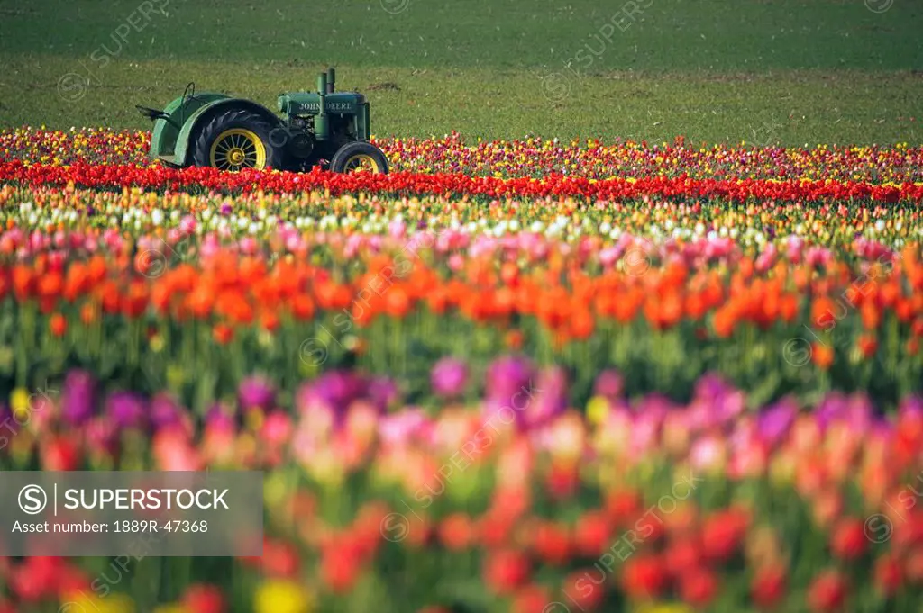 Tractor in tulip field