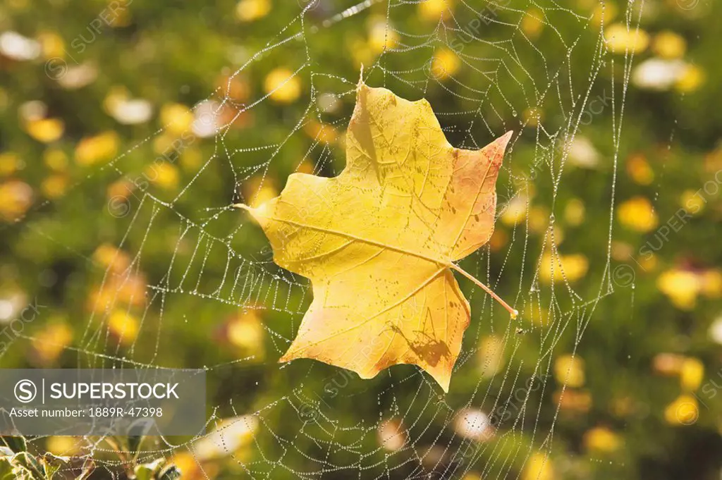 Fall leaf in a spider web