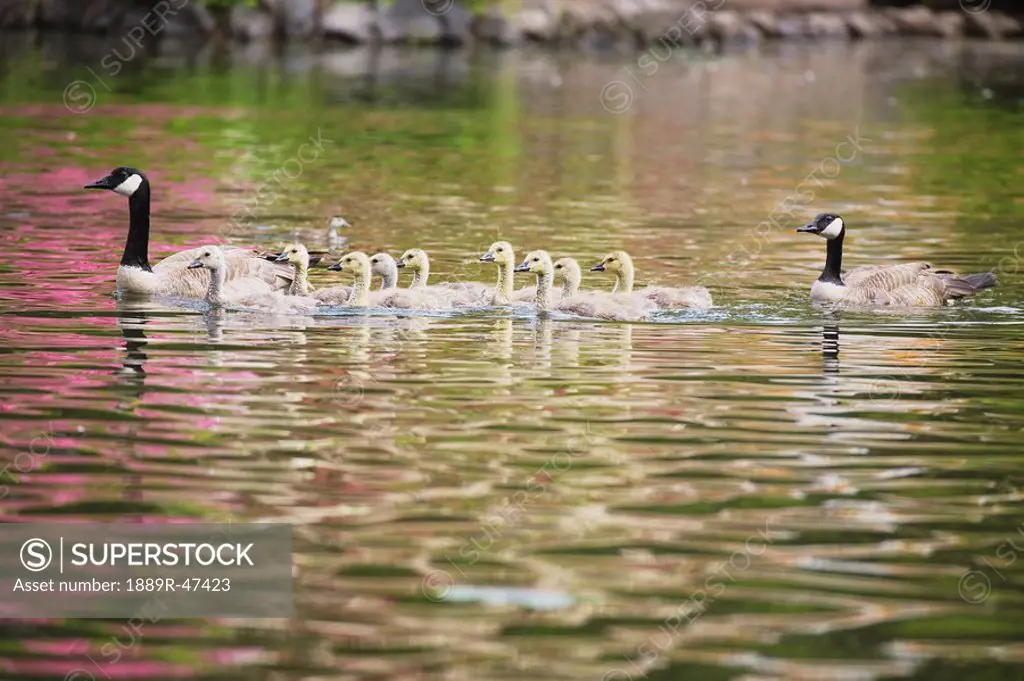 Canadian geese and gosslings
