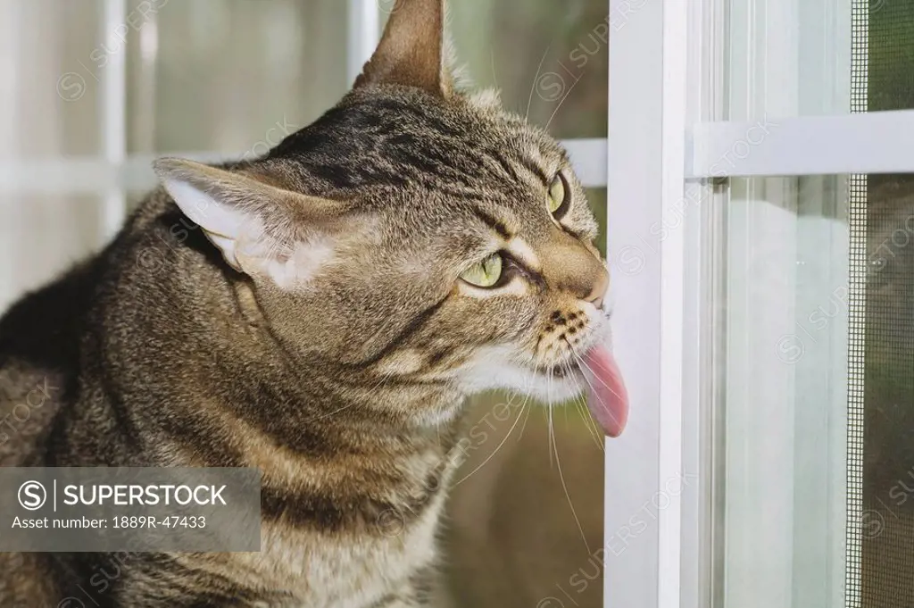 Cat with tongue out