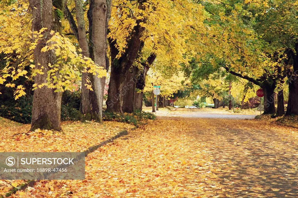 Road covered with autumn leaves