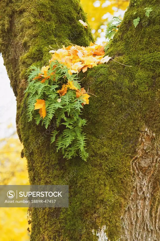 Leaves and moss on tree
