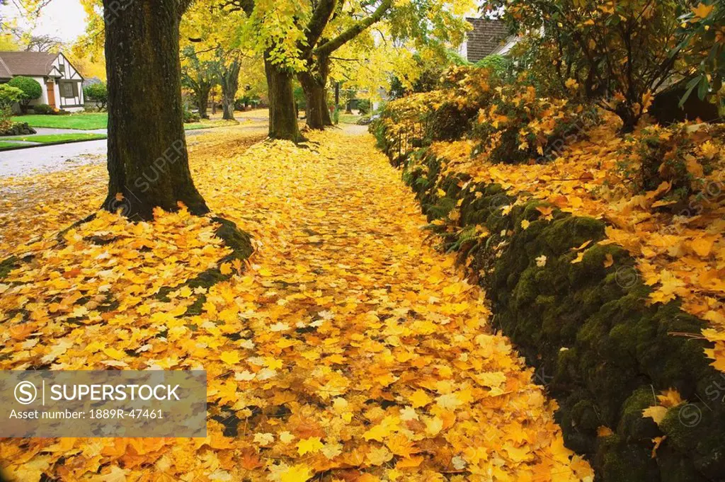Sidewalk covered in autumn leaves