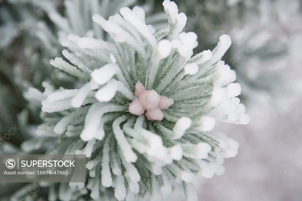 Frozen pine tree
