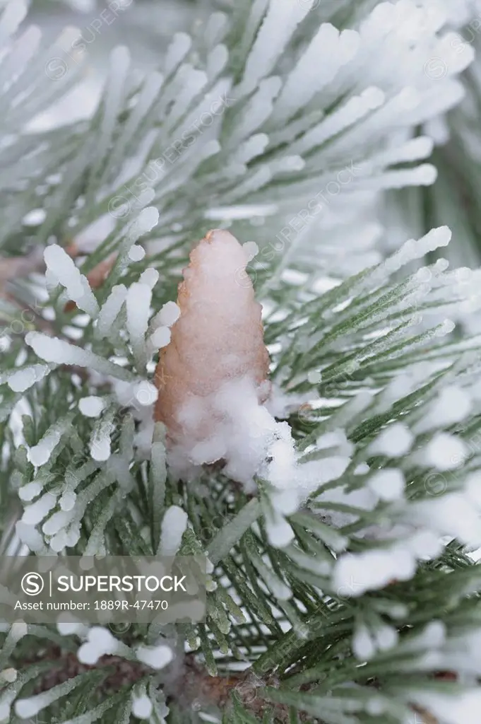 Frost on pine tree