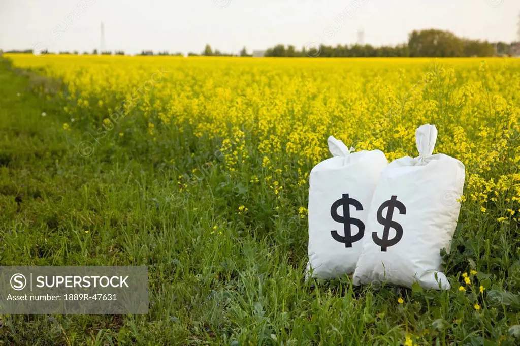 Bags of money by canola field