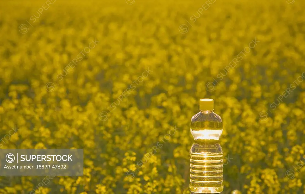 Bottle of oil in canola field