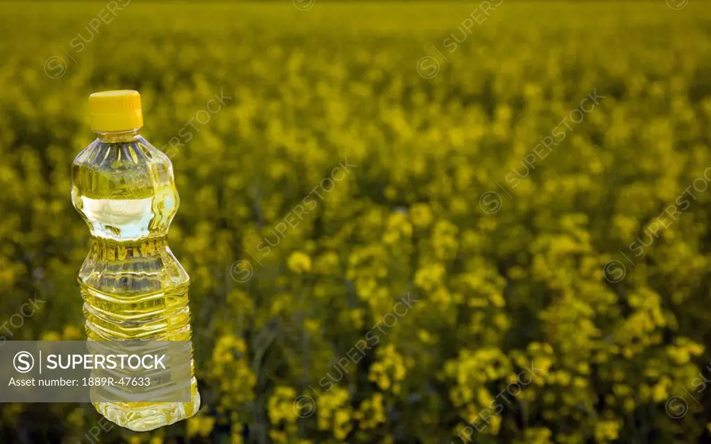 Bottle of oil in canola field