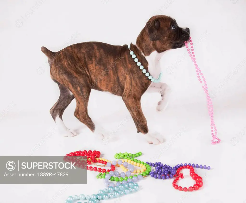 Puppy playing with beads