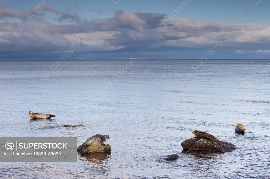 Seals on rocks, Island of Arran, Scotland