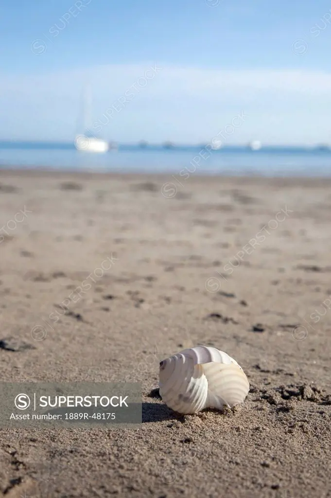 Sea shell, Low Newton beach, Northumberland, England