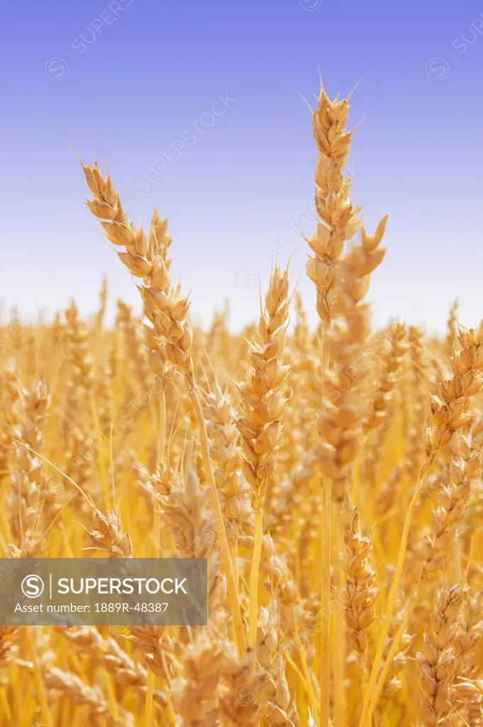 Blades of wheat