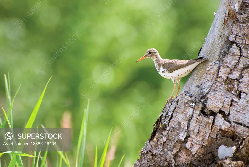 Spotted sandpiper on a tree trunk