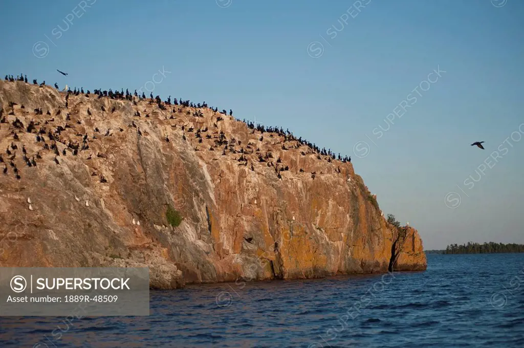Birds on a cliff, Lake of the Woods, Ontario, Canada