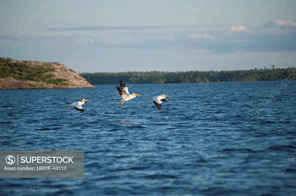 Seagulls flying near the water, Lake of the Woods, Ontario, Canada