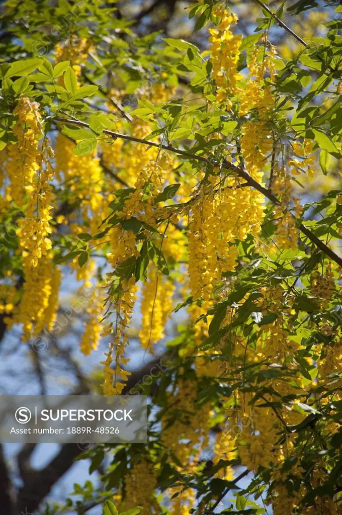 Yellow grapes, Ontario, Canada