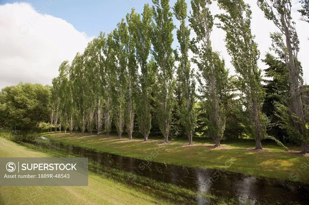 Row of trees by stream, Manitoba, Canada